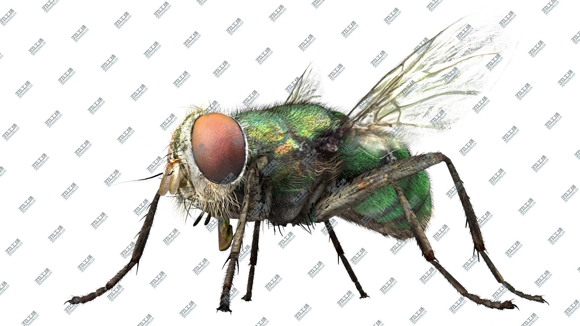 images/goods_img/2021040235/3D House Fly Bug/4.jpg